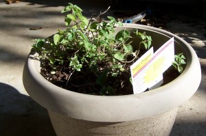 My oregano still going strong, although not too many leaves